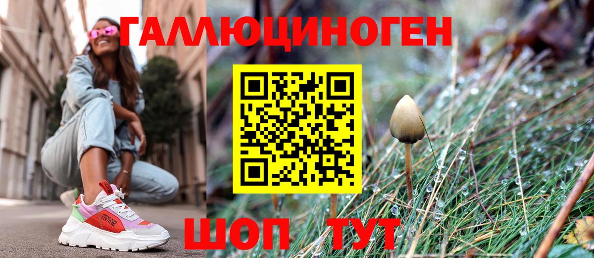 Галлюциногенные грибы Psilocybe Пенза